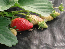 Agricultural nonwoven fabrics